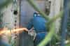 Cutting a panel out of the door to gain access to the tunnels (Nick Catford)