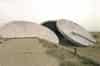 Parabolic dish antennas lying on the ground in 2003, seen from the roof of the chain home receiver block (Nick Catford)