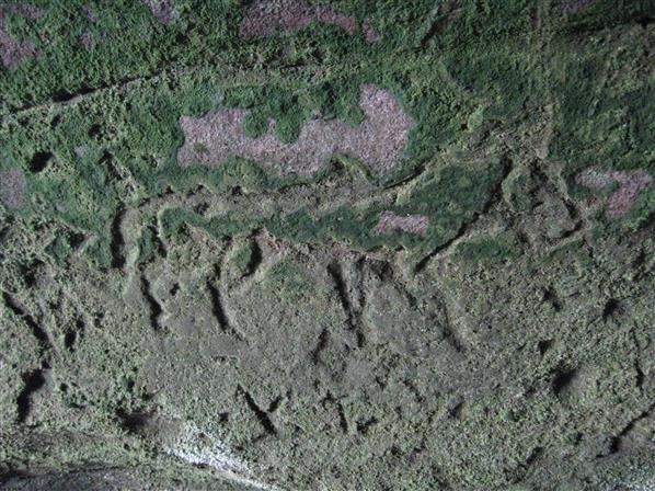 Beyond Castle Green, you eventually come to the cave that is now called Jonathan's Cave.  There are many carvings along its west wall.  This fish and this dog (or wolf?) are a couple of examples.  There is only one carving on the east wall - a Viking-style boat - but it is possibly the oldest known carving of a boat in Scotland (Save Wemyss Ancient Caves Society)