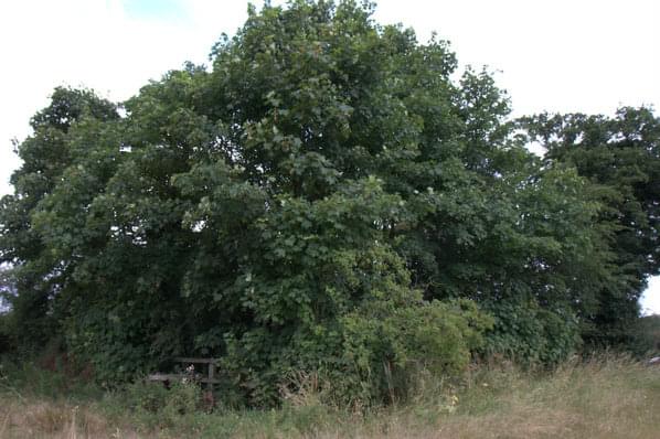 The post is in this very heavily wooded area and cannot be seen from outside the wood. August 2012 (J M Briscoe)