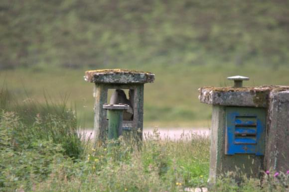 From the roadside 16.08.15 (Martin Briscoe)