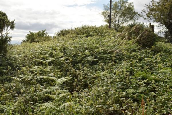 Site completely overgrown (Caseley )