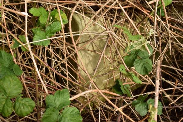 Site completely overgrown (Caseley )