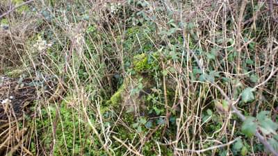 The former position of the post is indicated by a small pile of concrete with some green paint in the undergrowth of a hedgerow. (Jack Watkins)