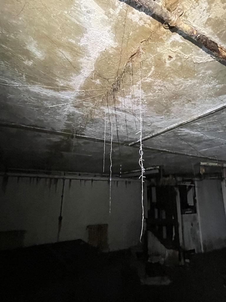 Plant roots permit water into the building (Neil Iosson - 2021)