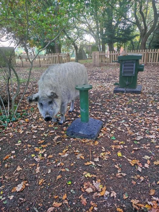 Billericay ROC Post - 24 hour porcine security. (Nick Catford)