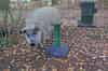 Billericay ROC Post - 24 hour porcine security. (Nick Catford)