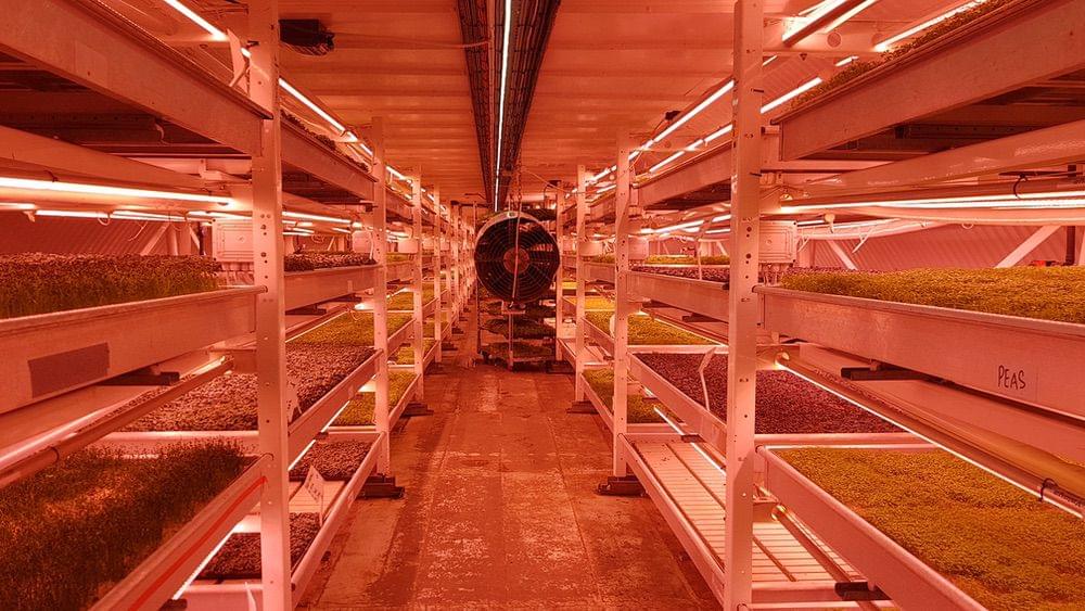 (Callum Cromwell - 2022)