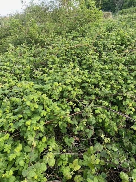 Roxton ROC Post 2024 (Charlie Gamble )