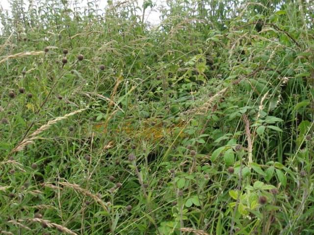 Melton Constable ROC Post 2024 (Erica Devitt)