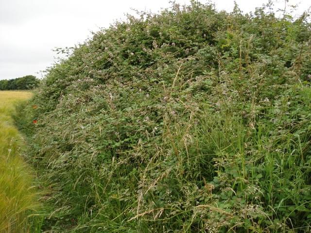 Melton Constable ROC Post 2024 (Erica Devitt)