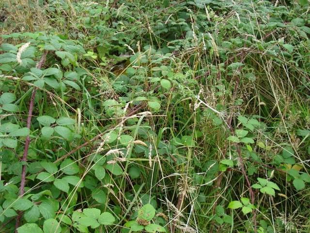 West Beckham ROC Post -  But the louvre end is almost totally invisible in the undergrowth and brambles (pic 5. ) (Erica Devitt)