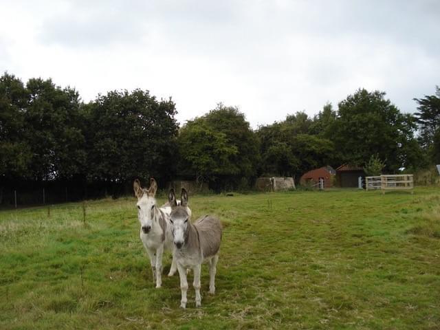 West Beckham ROC Post - And 4 *huge* concrete blocks- which I’m assuming must once have been the base of an aerial/transmitter mast- rubbish pictures no. 8 and 9, as I couldn’t get any closer thanks to the donkeys’ fence! ) (Erica Devitt)