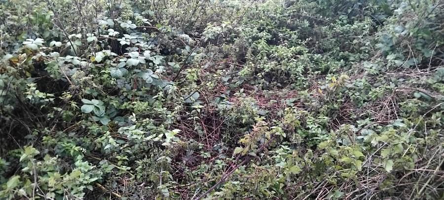 Standon ROC Post 2024 (David Baddeley )