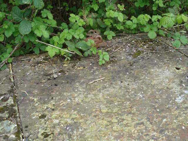 Pavenham ROC Post 2025 (Erica Devitt )