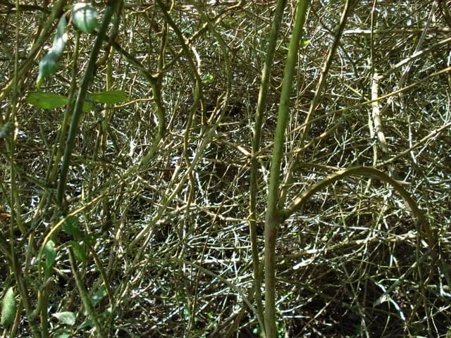 Riseley ROC Post 2025 (Erica Devitt )