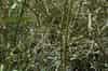 Riseley ROC Post 2025 (Erica Devitt )