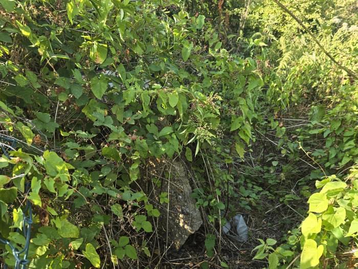 Chigwell ROC Post (David Dumbraveanu )