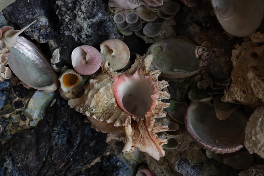 Shell detail ((c) Marlborugh College - 2024)