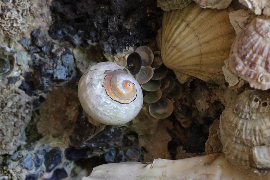 Shell detail ((c) Marlborugh College - 2024)