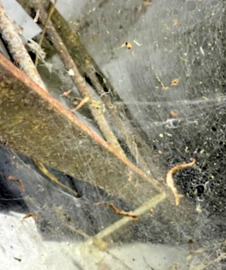 Croft ROC Post December 2025 (Charlie Gamble )